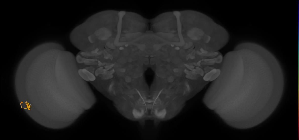 Dm8b_L (MaleCNS:548385)