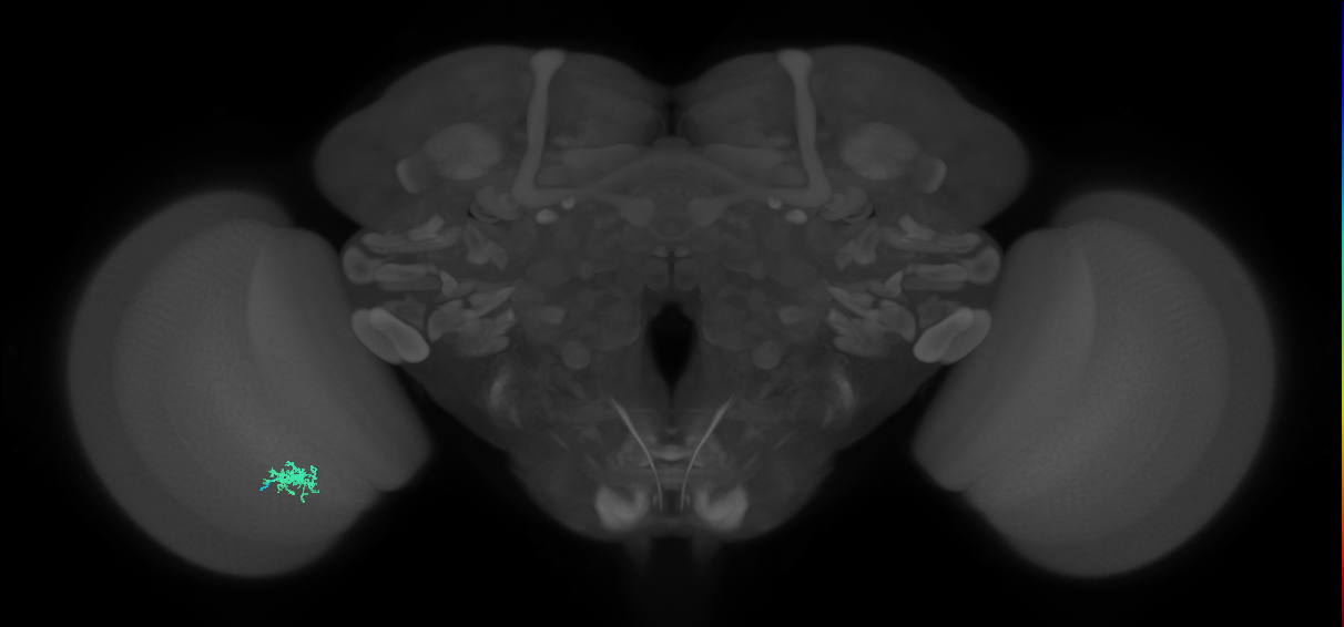 Dm8b_L (MaleCNS:583536)