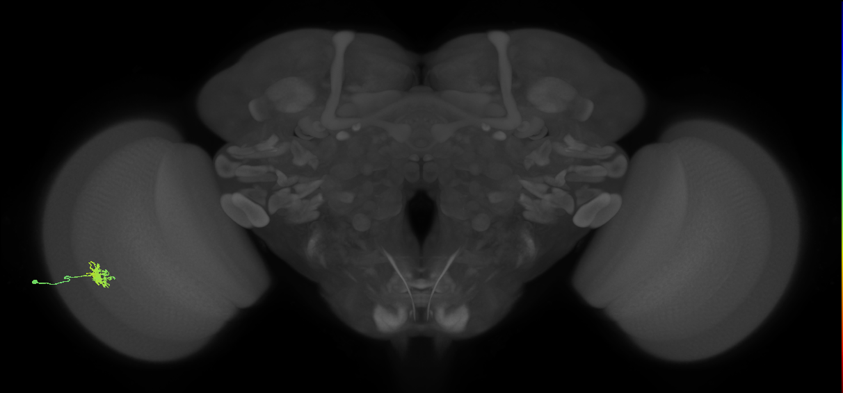 Dm8b_L (MaleCNS:533307)