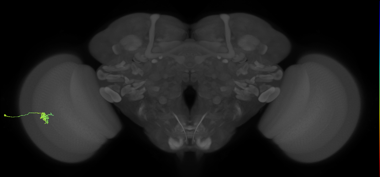 Dm8b_L (MaleCNS:542974)