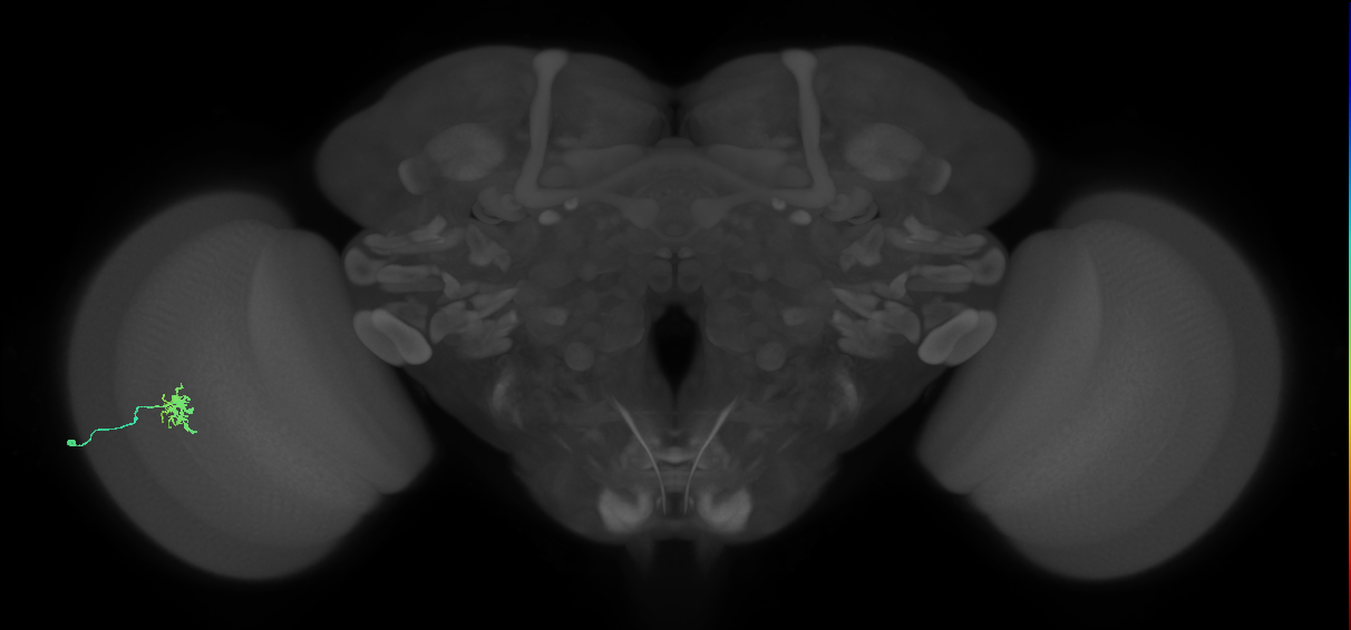 Dm8b_L (MaleCNS:558216)