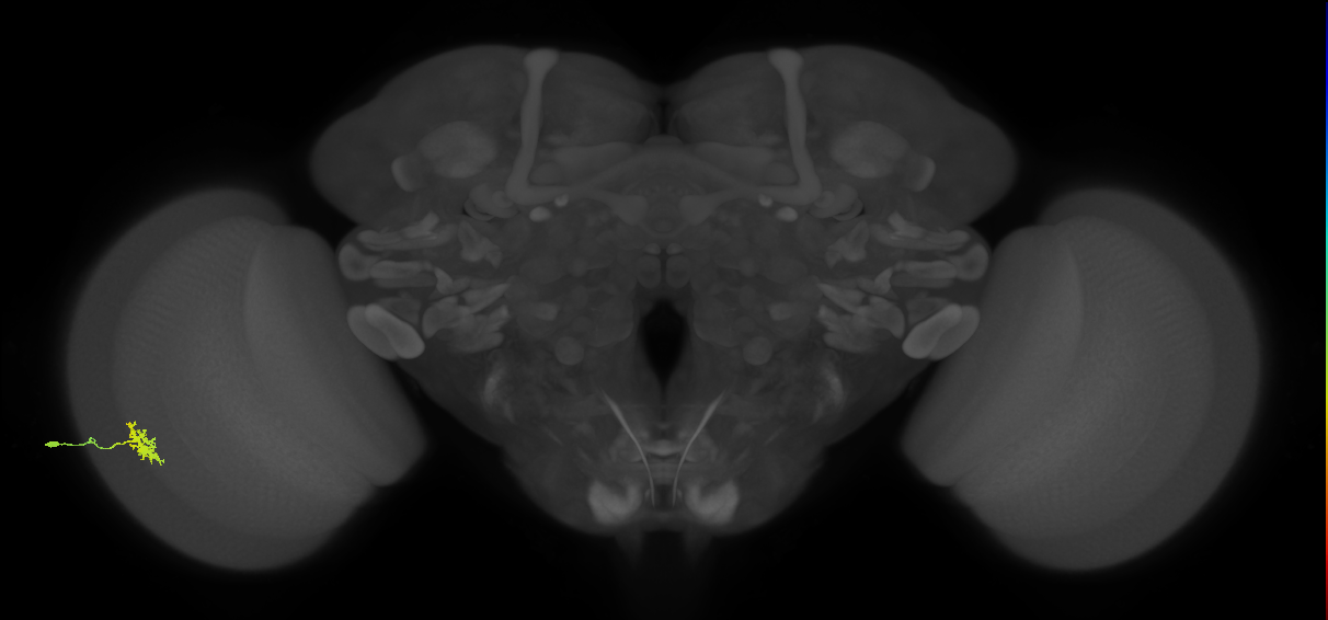 Dm8b_L (MaleCNS:549343)