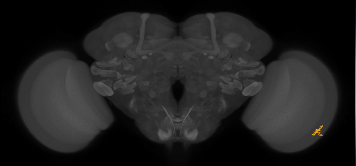 Dm8b_R (MaleCNS:65869)