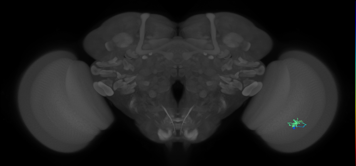 Dm8b_R (MaleCNS:98291)