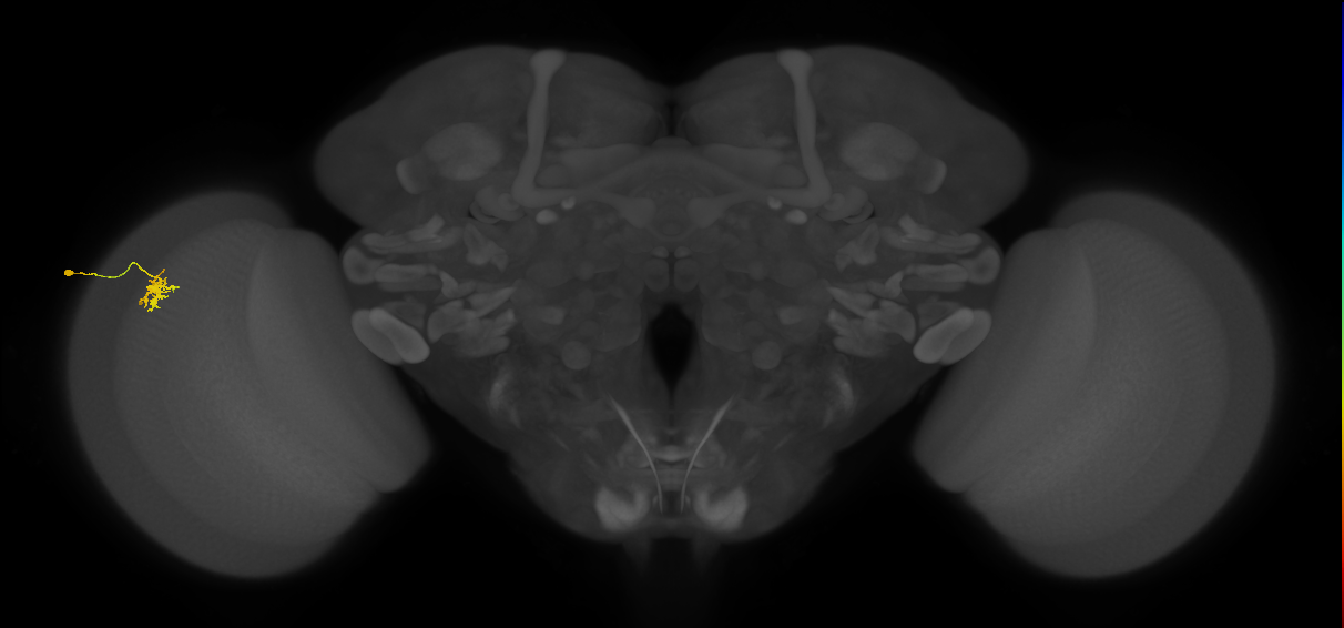Dm8b_L (MaleCNS:88634)
