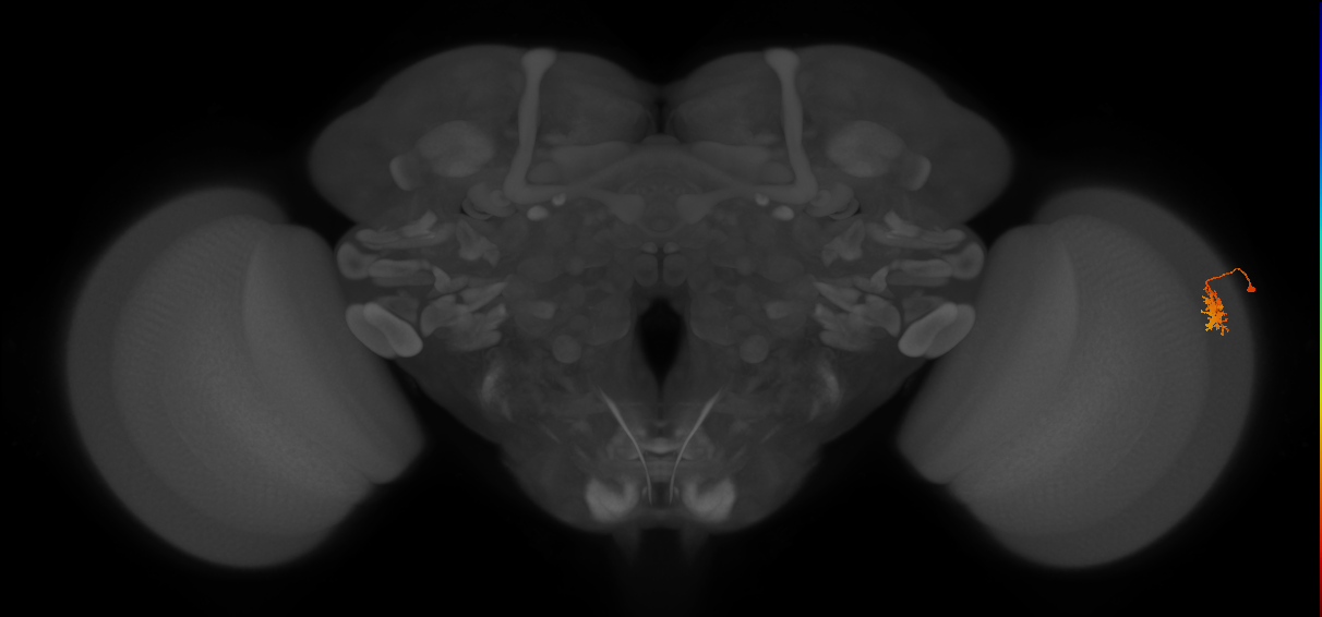 Dm8b_R (MaleCNS:66506)