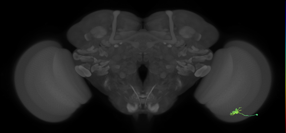 Dm8b_R (MaleCNS:77402)