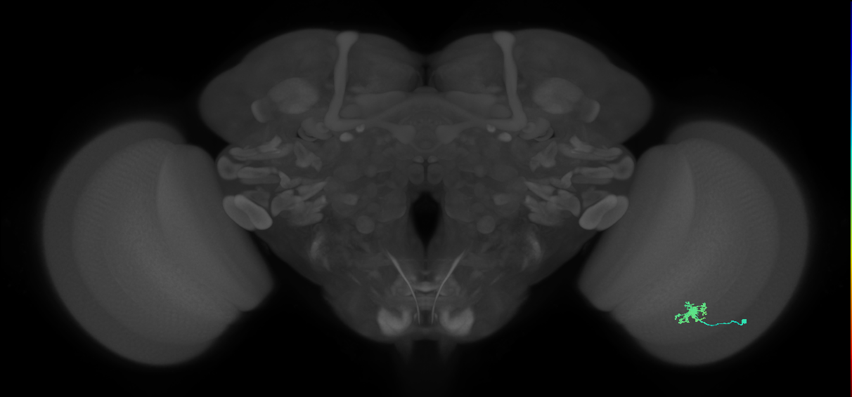 Dm8b_R (MaleCNS:102667)