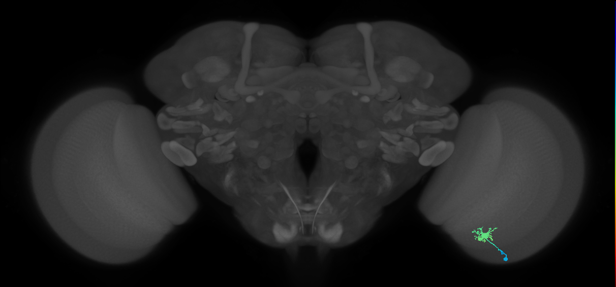 Dm8b_R (MaleCNS:78383)