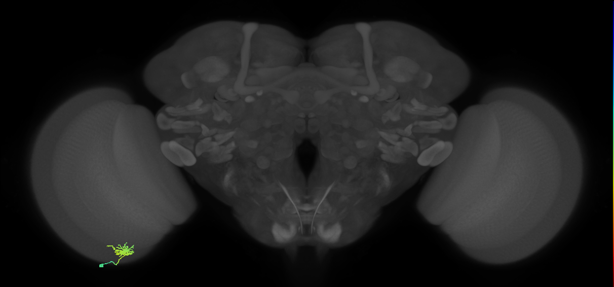 Dm8b_L (MaleCNS:73845)