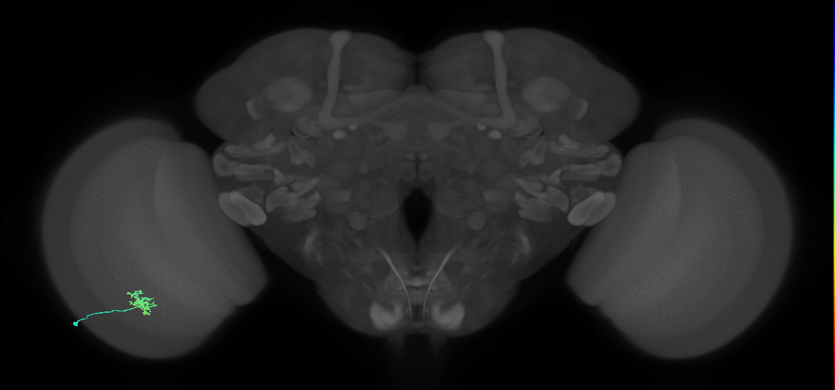 Dm8b_L (MaleCNS:125802)