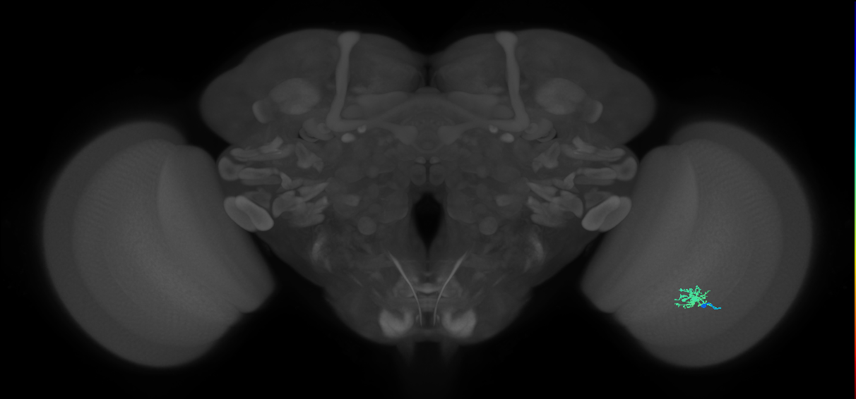 Dm8b_R (MaleCNS:85519)