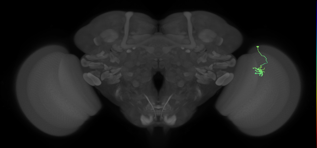 Dm8b_R (MaleCNS:92819)