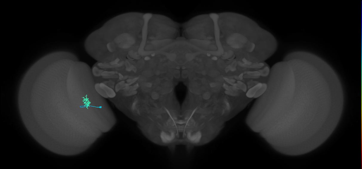 Dm8b_L (MaleCNS:173447)