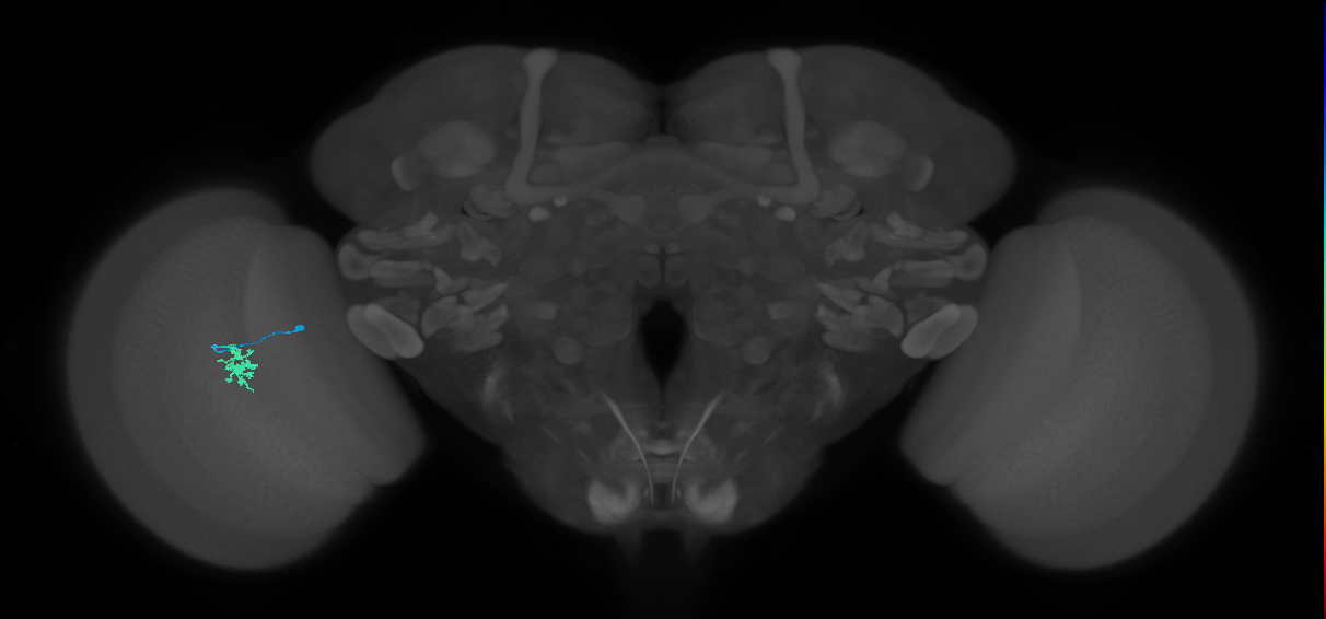 Dm8b_L (MaleCNS:539073)