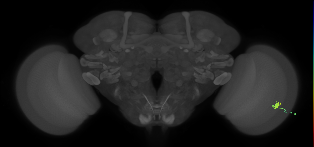 Dm8b_R (MaleCNS:75444)