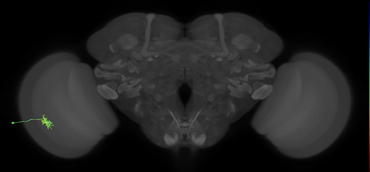Dm8b_L (MaleCNS:27484)