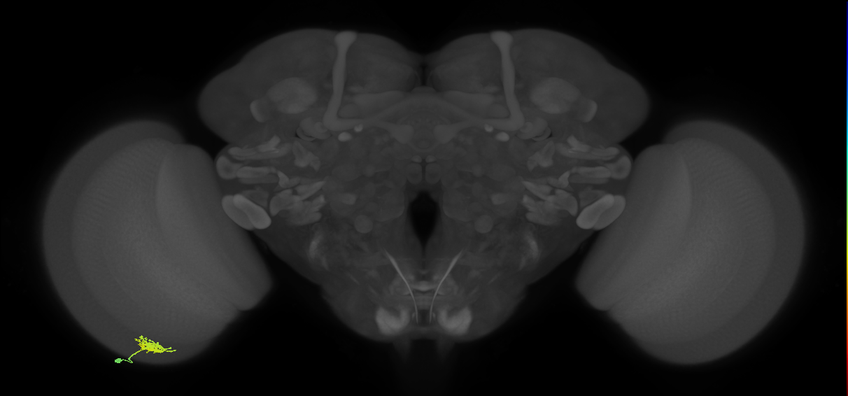 Dm8b_L (MaleCNS:50104)
