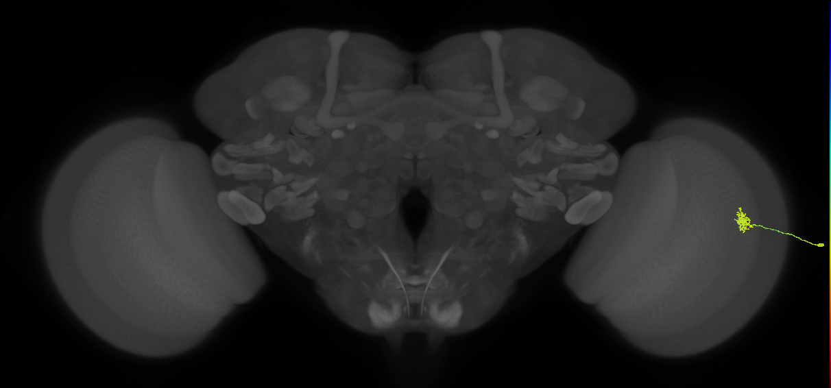 Dm8b_R (MaleCNS:78792)