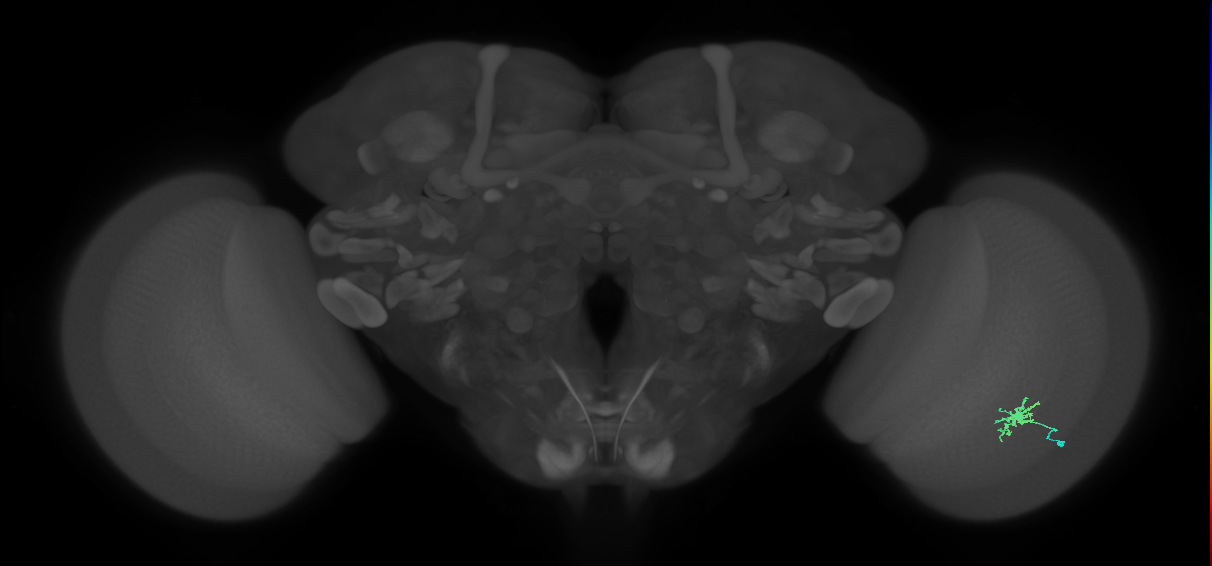 Dm8b_R (MaleCNS:95596)