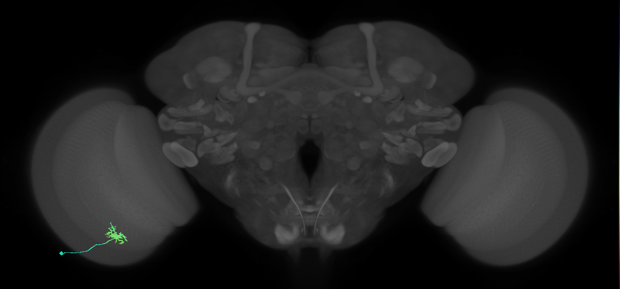 Dm8b_L (MaleCNS:160062)