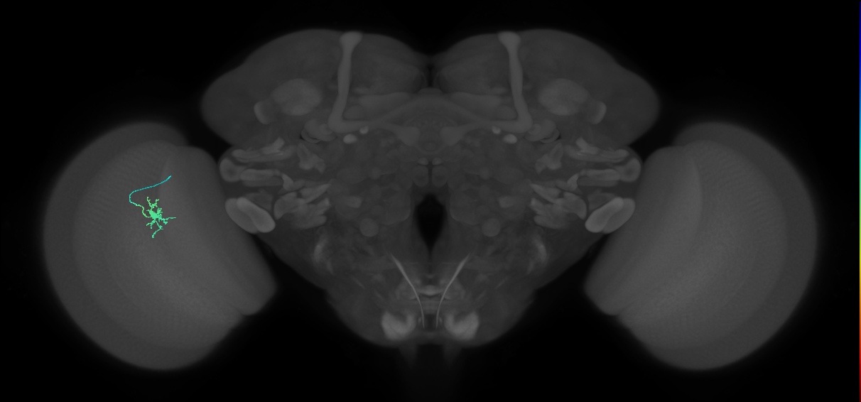 Dm8b_L (MaleCNS:516767)