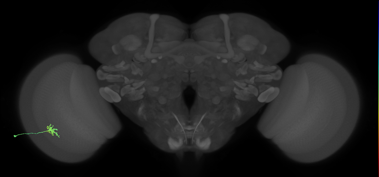 Dm8b_L (MaleCNS:525093)