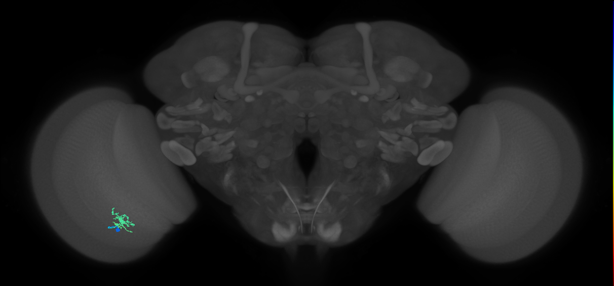 Dm8b_L (MaleCNS:26398)