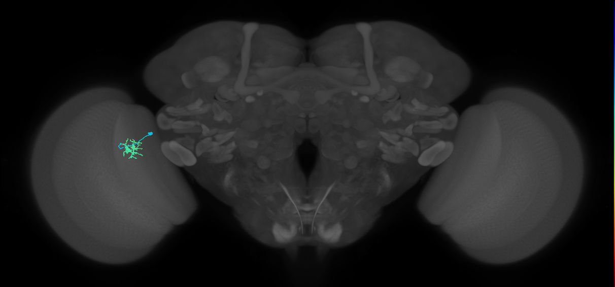 Dm8b_L (MaleCNS:157052)