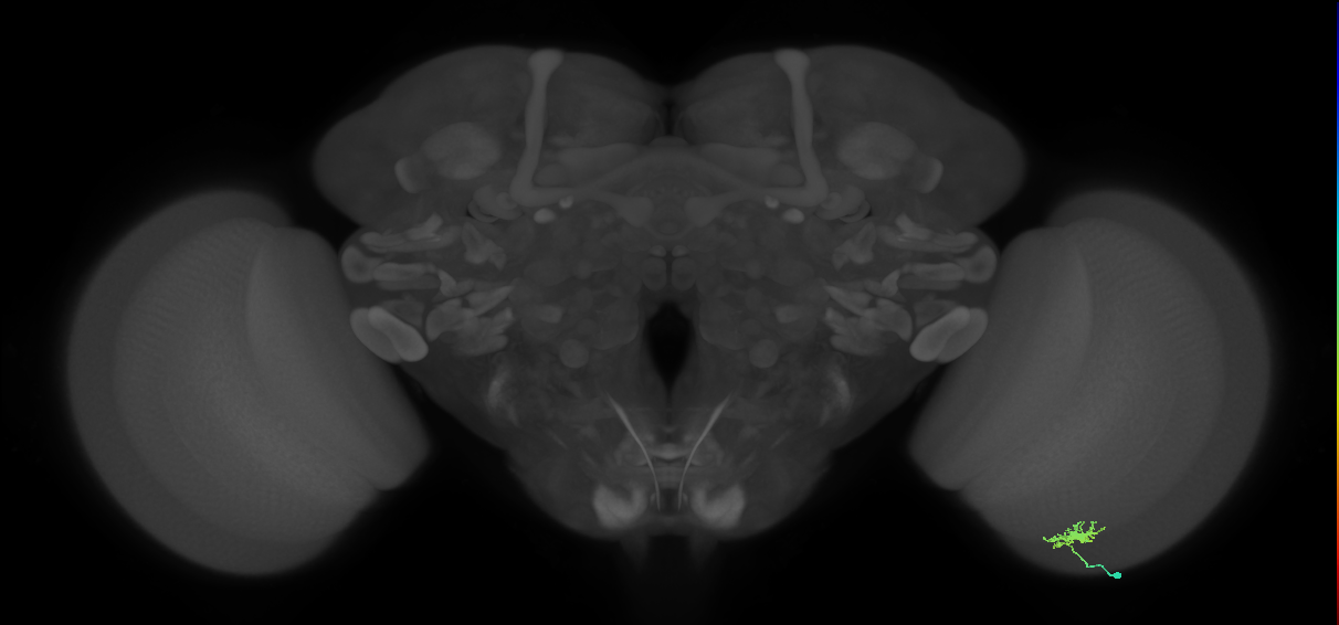 Dm8b_R (MaleCNS:100784)
