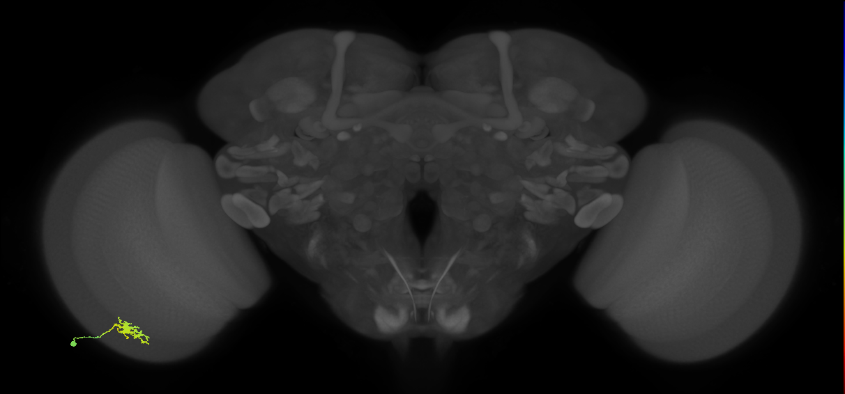 Dm8b_L (MaleCNS:540074)