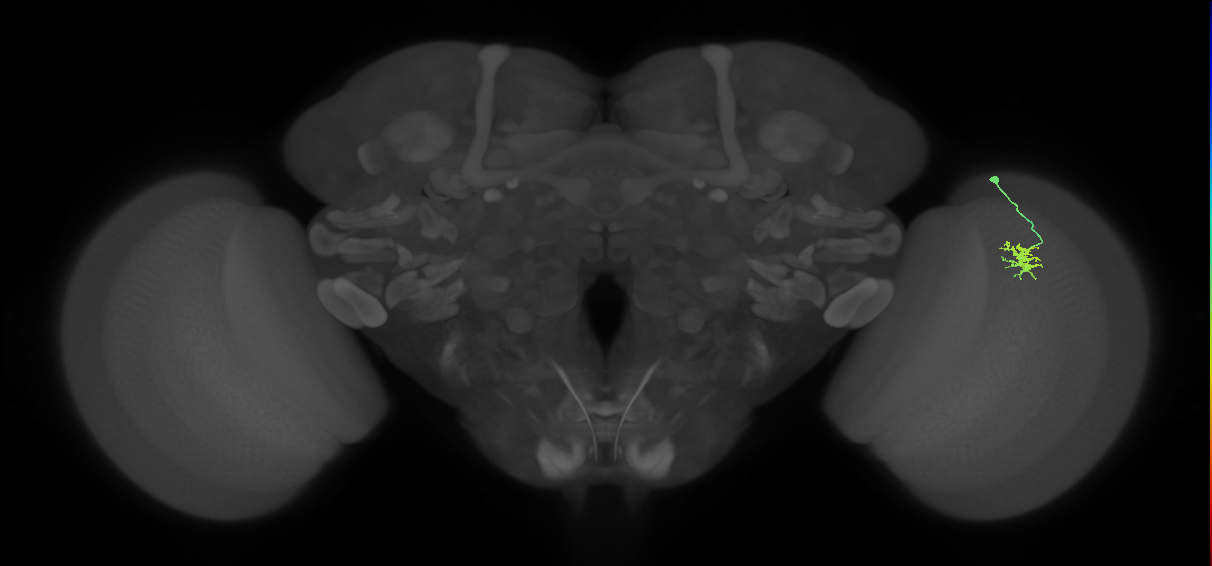 Dm8b_R (MaleCNS:83882)