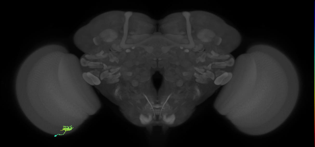 Dm8b_L (MaleCNS:143194)