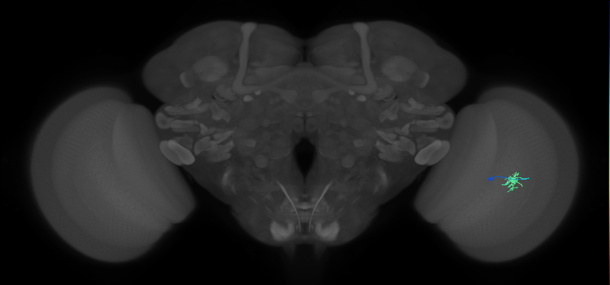 Dm8b_R (MaleCNS:90054)