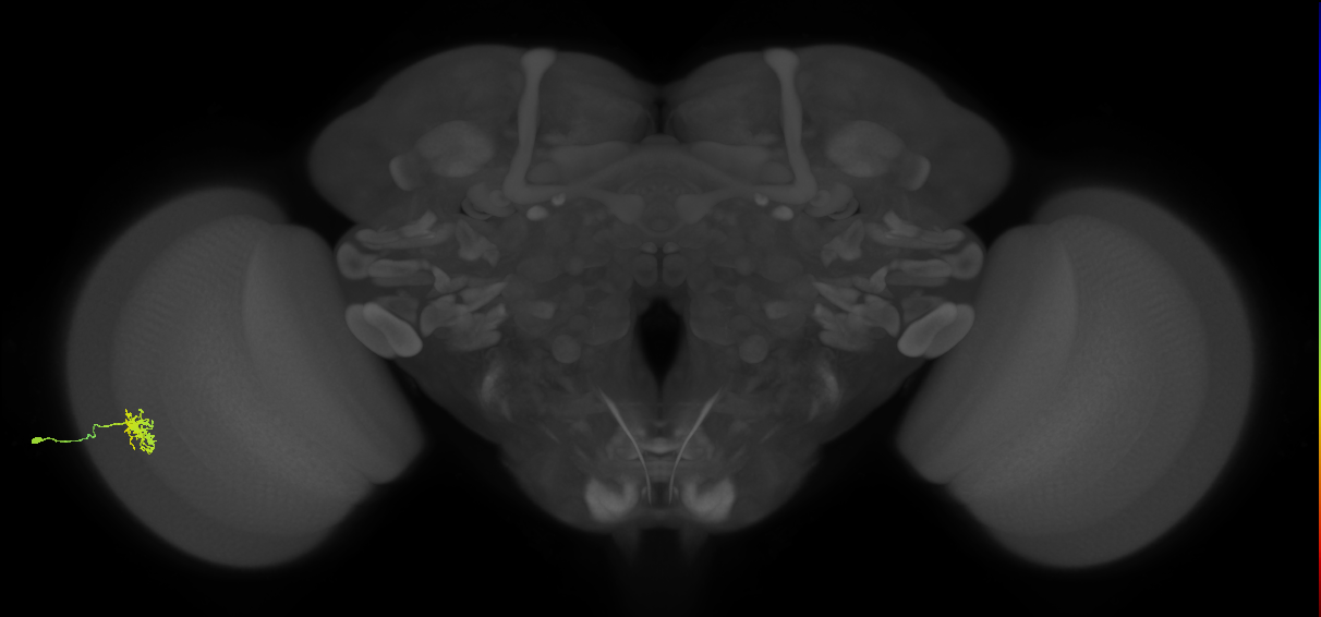 Dm8b_L (MaleCNS:541554)