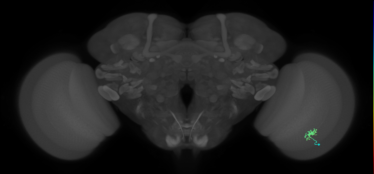 Dm8b_R (MaleCNS:85935)