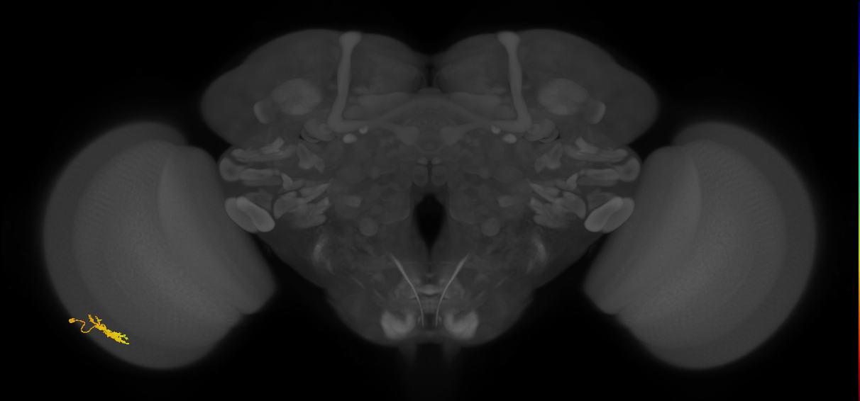 Dm8b_L (MaleCNS:545198)