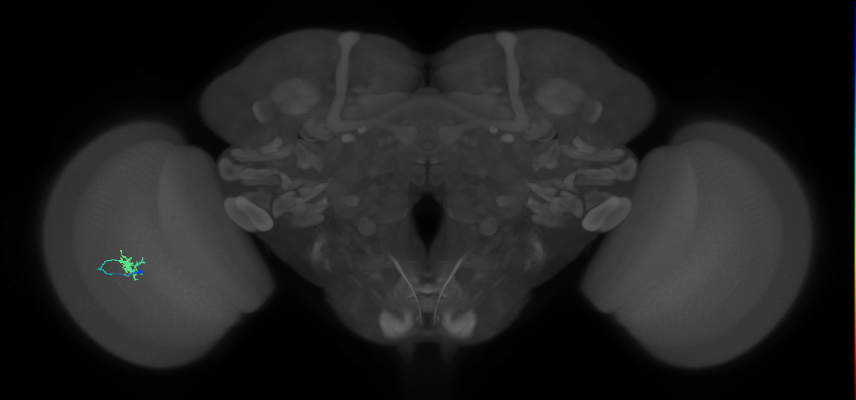 Dm8b_L (MaleCNS:162526)