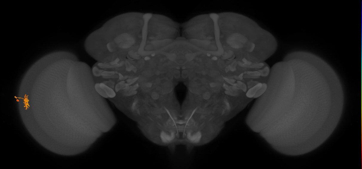 Dm8b_L (MaleCNS:43906)