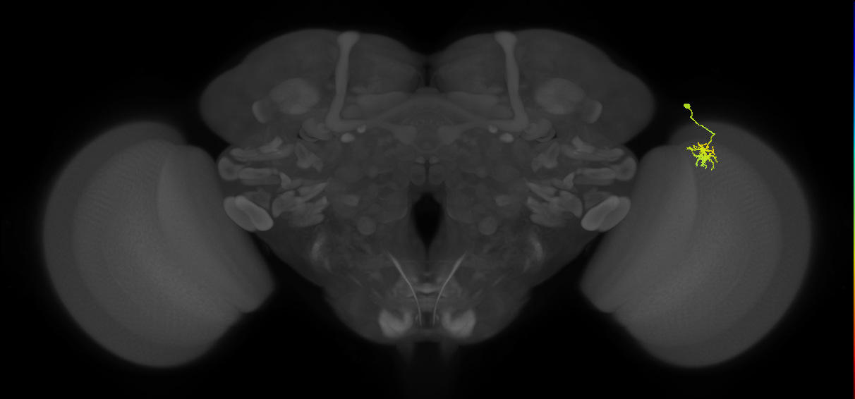 Dm8b_R (MaleCNS:74457)