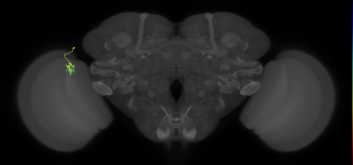 Dm8b_L (MaleCNS:165622)