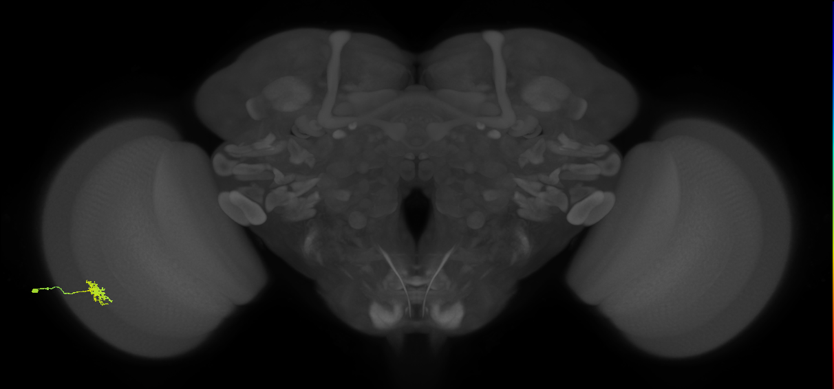 Dm8b_L (MaleCNS:546835)