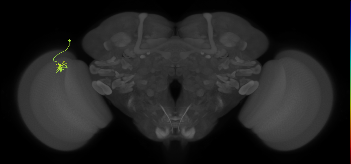 Dm8b_L (MaleCNS:90931)