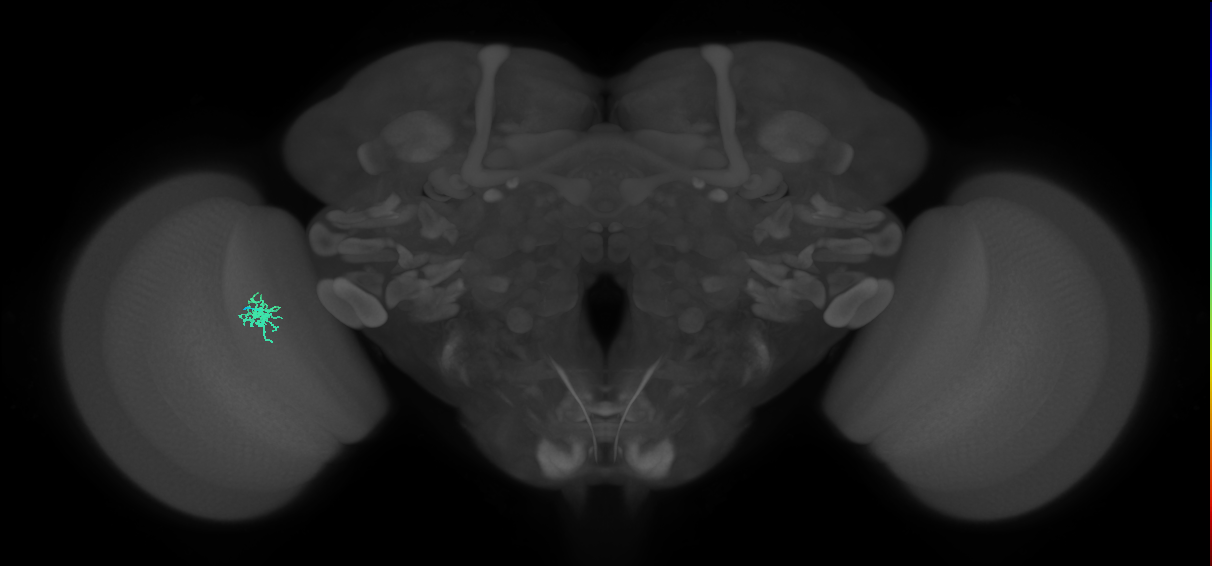 Dm8b_L (MaleCNS:157233)