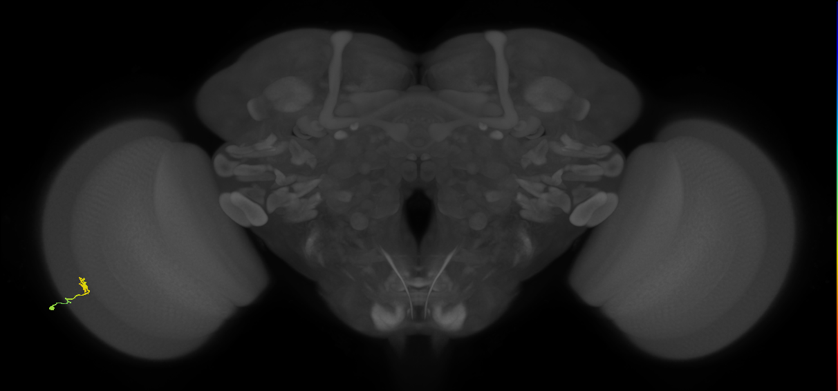 Dm8b_L (MaleCNS:158467)