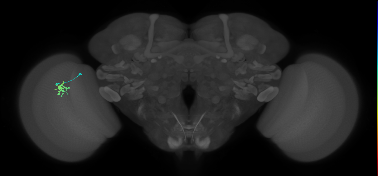 Dm8b_L (MaleCNS:533250)