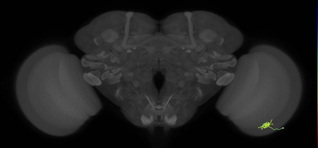 Dm8b_R (MaleCNS:72858)