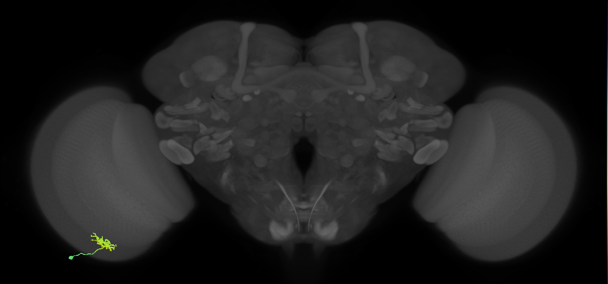 Dm8b_L (MaleCNS:73418)