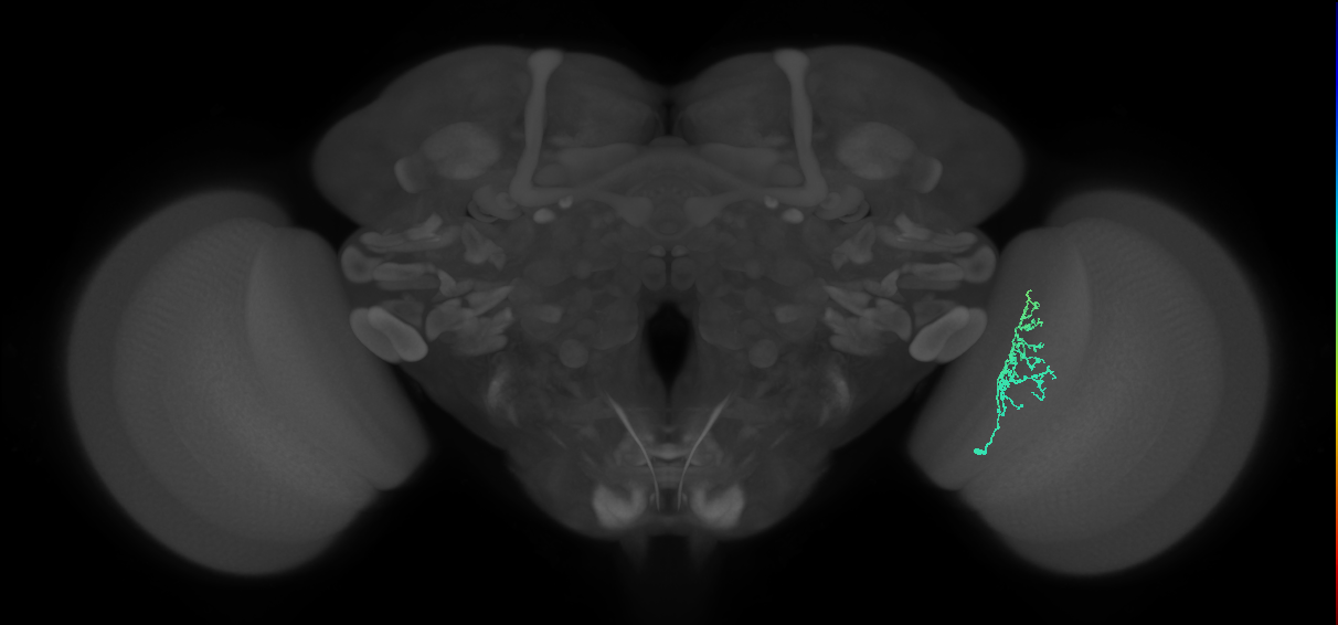Dm8b_R (MaleCNS:82969)