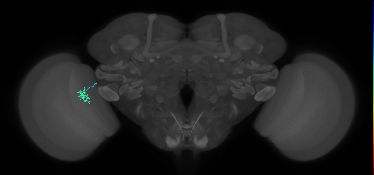 Dm8b_L (MaleCNS:95916)